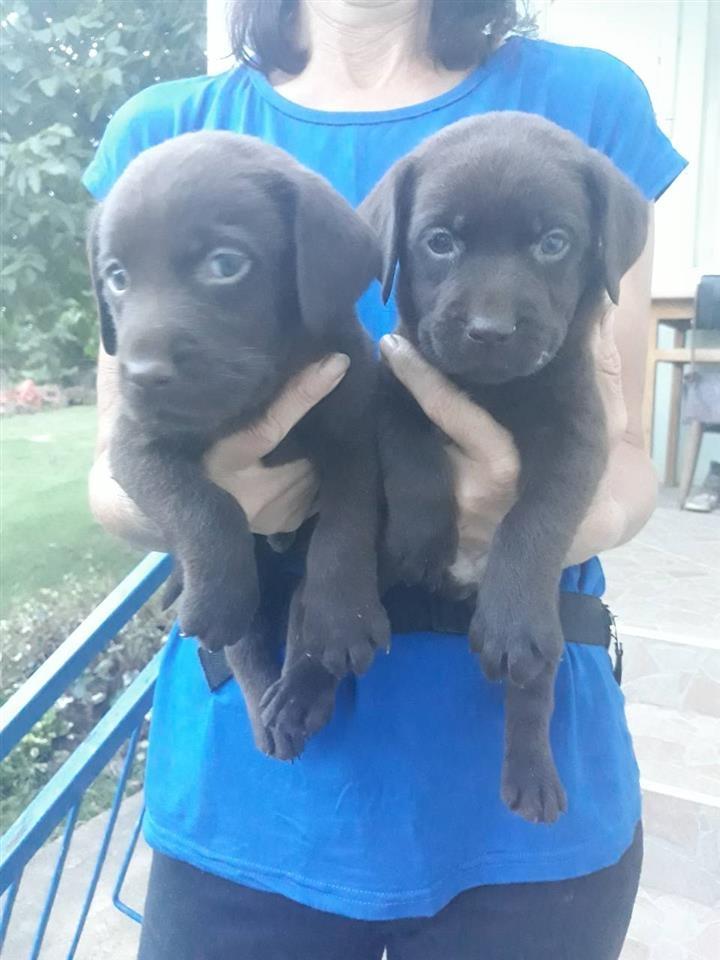 Labrador-stenad