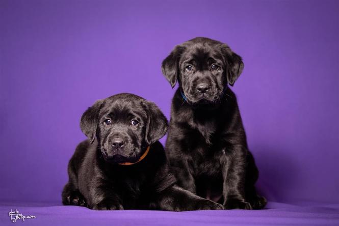LABRADORI NA PRODAJU