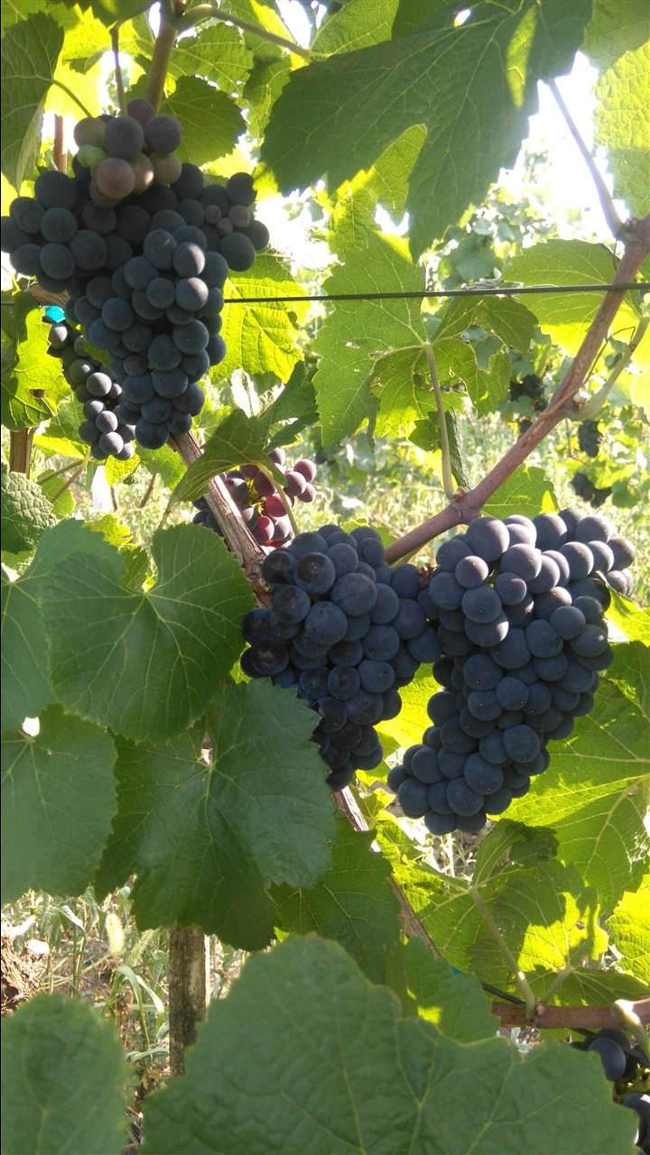 Vino-domace