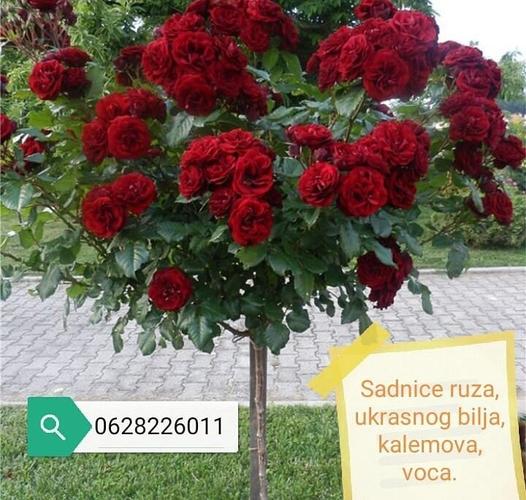 Sadnice ruza stablasica 