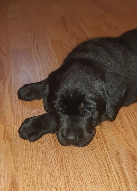 Labrador-retriver