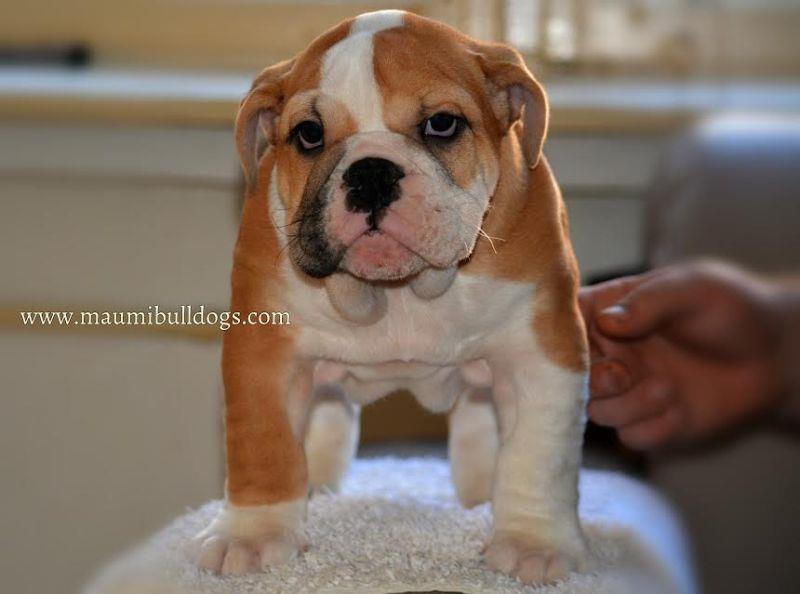 Engleski-Buldog-