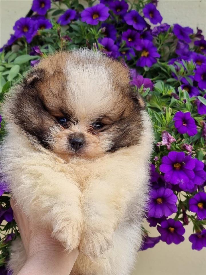 Pomeranac-boo