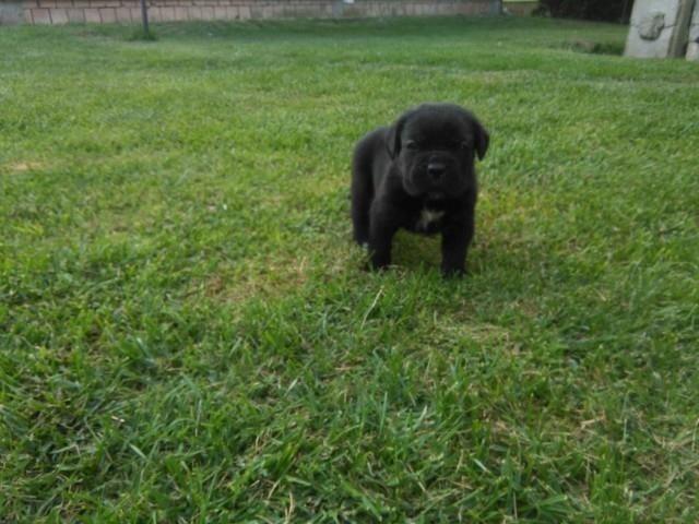 Cane-corso-stenci