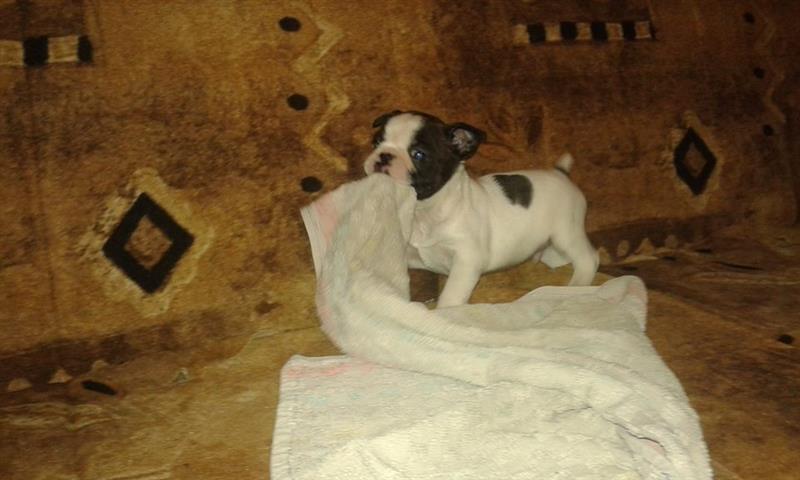 Boston-terrier--stenad