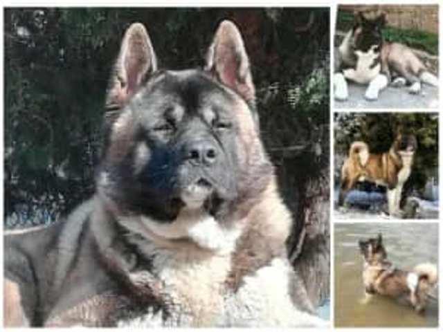 Američka-Akita-štenci