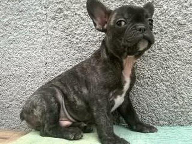 Francuski-buldog--stenad