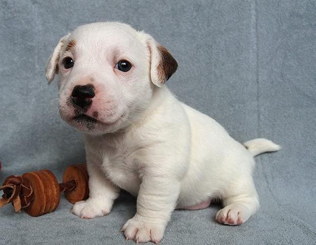 Jack-Russel-Terrier