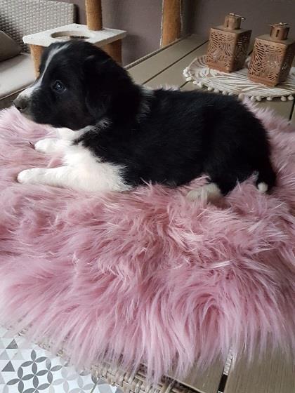 Border-koli-collie-štenci