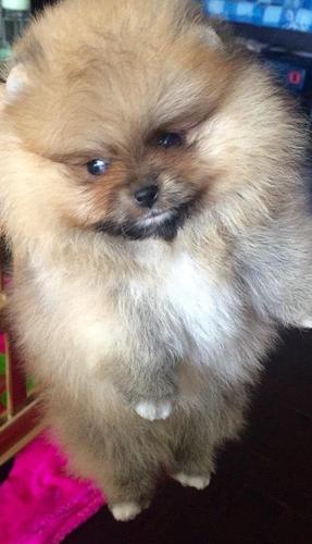 Pomeranski spic