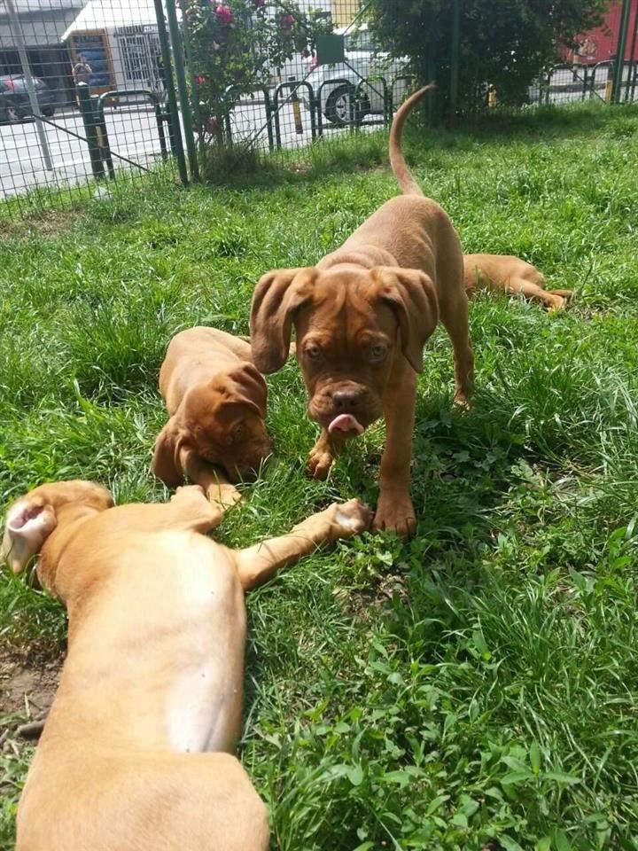 Bordoska-doga