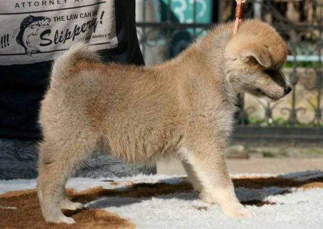 Akita Inu 