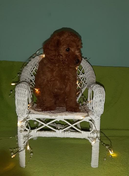 Crvena-mini-Pudla