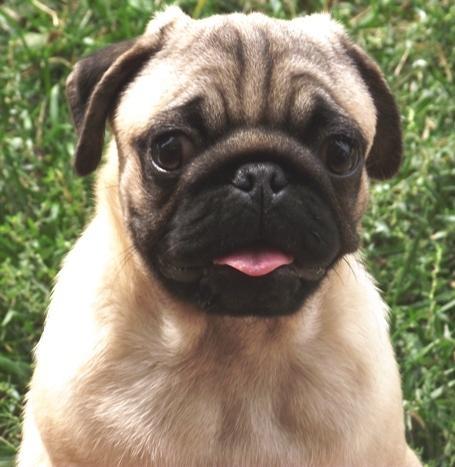 Mops štenad