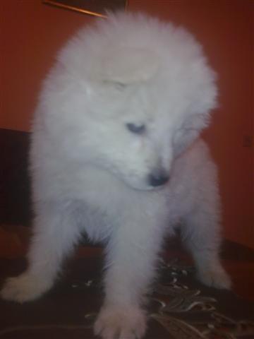 Sibirski samojed