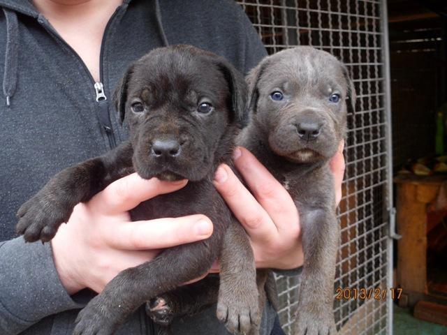 Cane-Corso-stenad