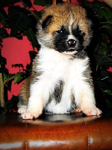 Akita-inu
