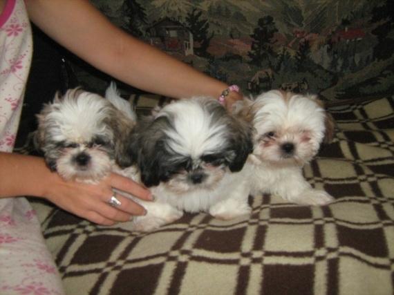  Shi tzu - prelepa stenad