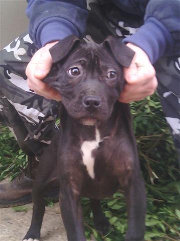 Pit-bul-zenka