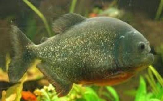 Pygocentrus Nattereri