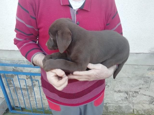 Labrador-štenci