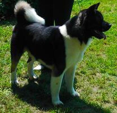 Americka-Akita-stenci