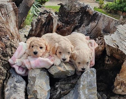 Prelepi-maltipoo-stenci-