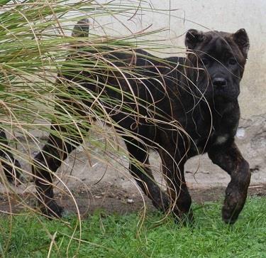Cane-corso-štenci