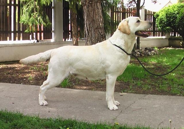 Labrador stenci na prodaju