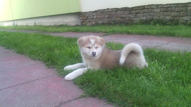 Akita-Inu-stenci