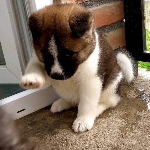 Američka-Akita-štenci