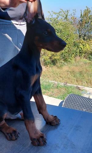 Štenci Dobermana 
