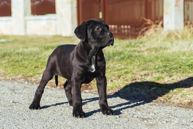 Cane corso stenci - povoljno!