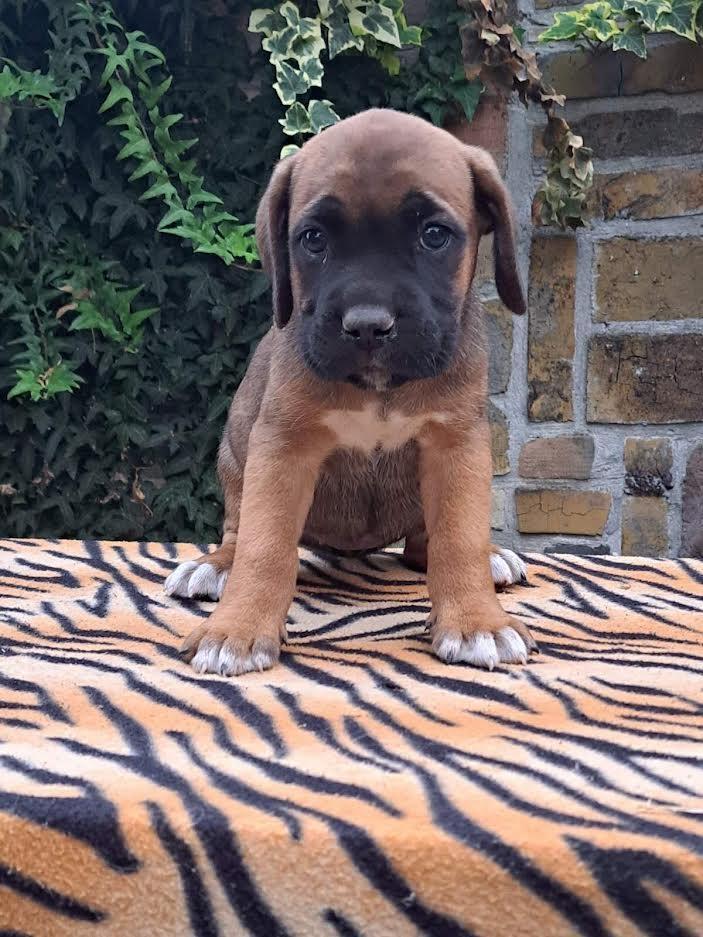Cane-corso-