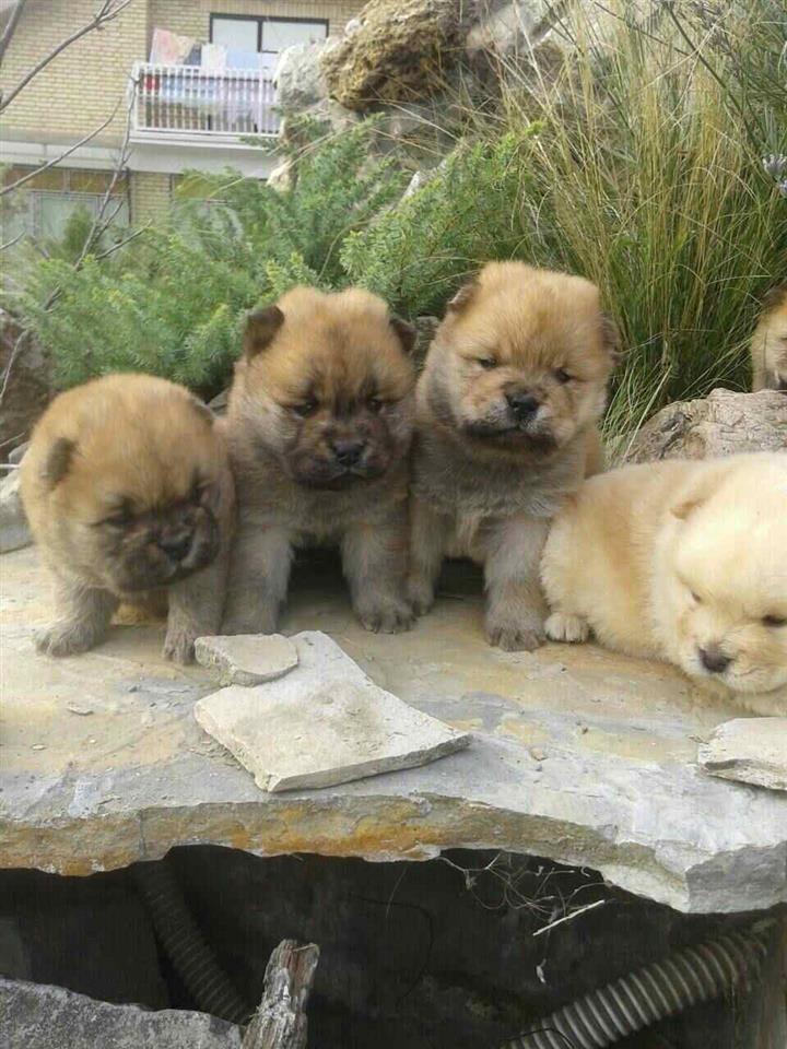 Chow-chow-cau-cau-stenad