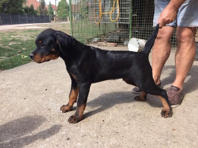 Rotvajler--štenci