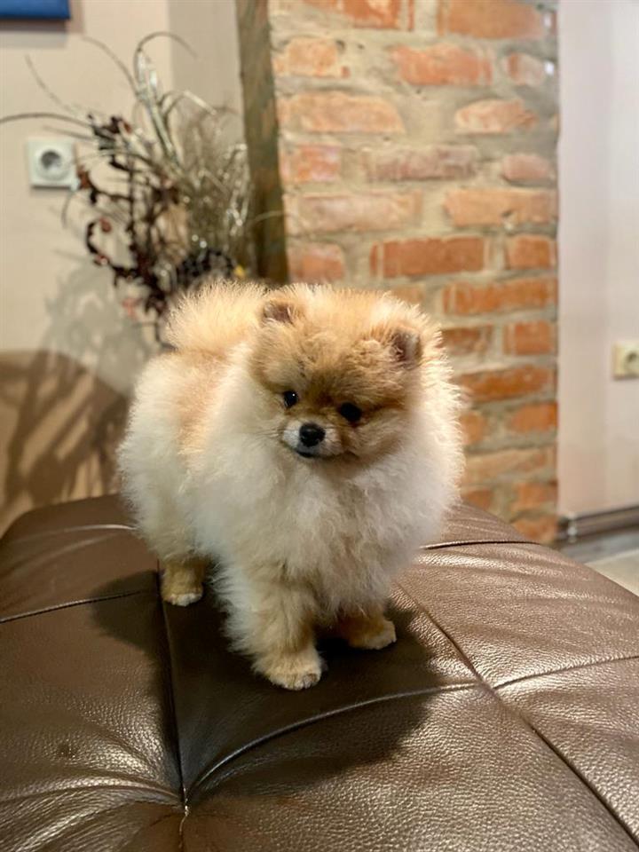Pomeranac