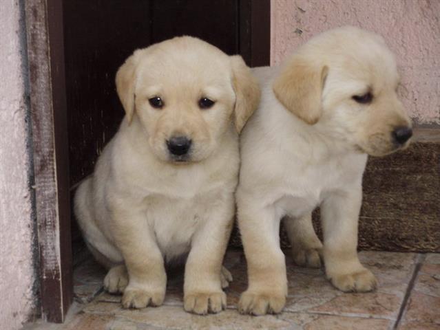 Labrador-retriver-stenad-bele-i-crne-boje-