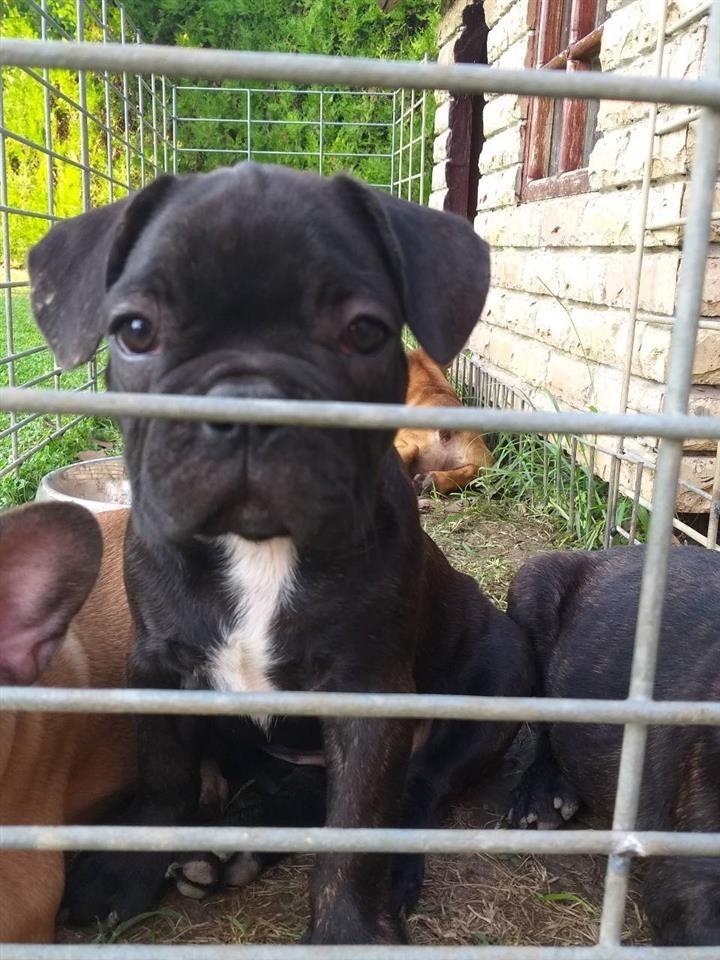 Francuski-buldog-štenci-na-prodaju