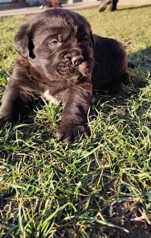 Cane-Corso-štenci