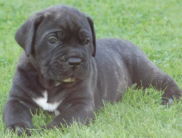 Cane-corso-stenci