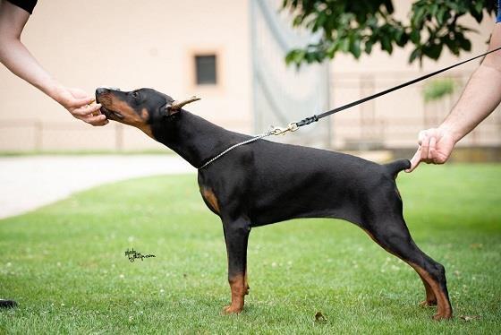 Doberman stenci
