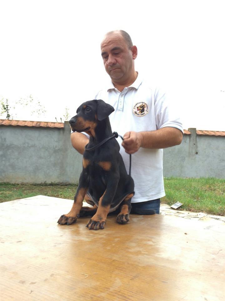 Doberman-štene