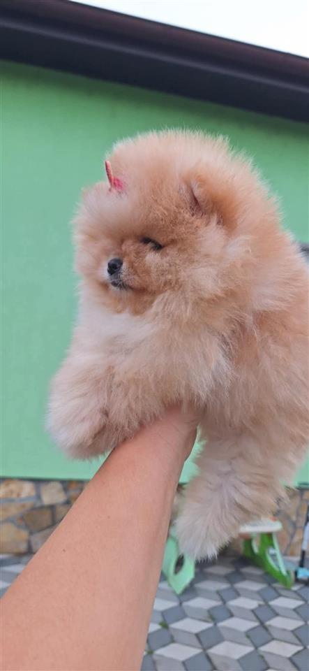 Pomeranac