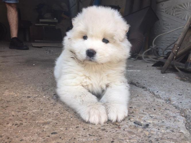 Sibirski samojed štenci