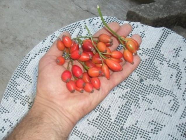 Pitomi-sipurak