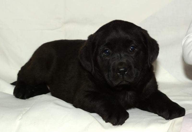 Labrador-retriver--crni-stenci