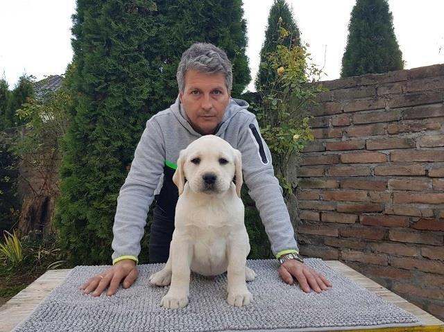 Labrador-retriver