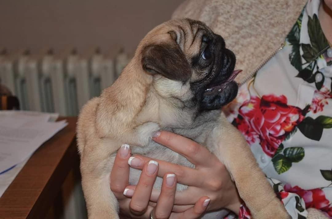 Mops-štenci