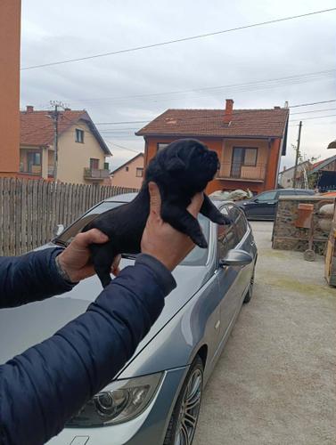 Cane Corso